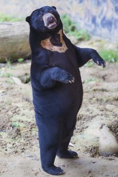 Malayan sun bear