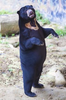 Malayan sun bear