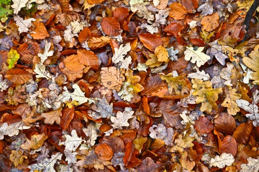 A landscape forest in autumn in denmark