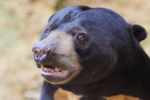 Malayan sun bear