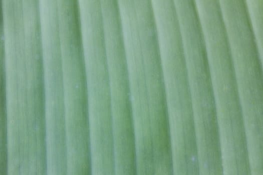 Green banana leaf background abstract, texture