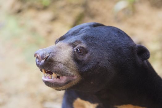 Malayan sun bear