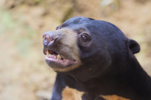 Malayan sun bear