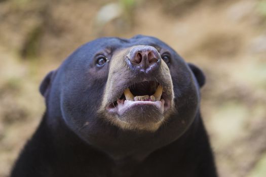 Malayan sun bear