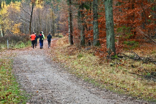 A landscape forest in autumn in denmark