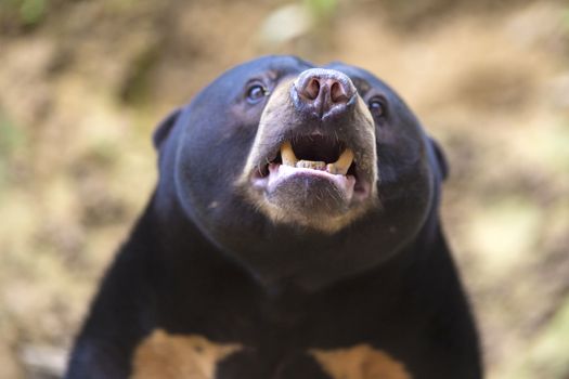 Malayan sun bear