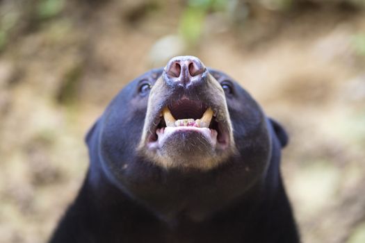 Malayan sun bear seat around the nature