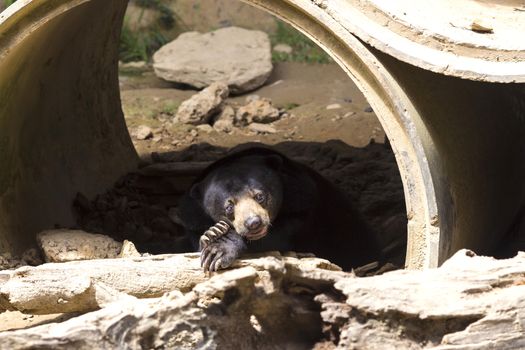 Malayan sun bear seat around the nature 