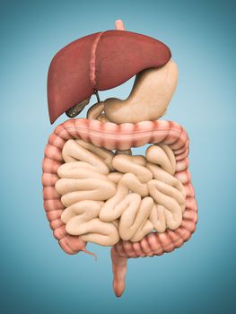 model of the digestive system isolated on blue background