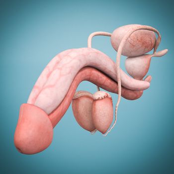 model of male reproductive system isolated on blue background