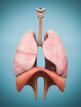 model of the lungs isolated on blue background