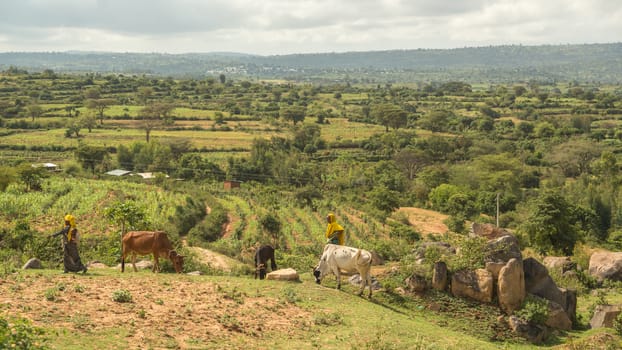 Harar, Ethiopia, July 27: Pastoralists from the Harar region of Ethiopia bring their cattle to graze near the fields just outside of the city of Harar, July 27, 2014, Harar, Ethiopia