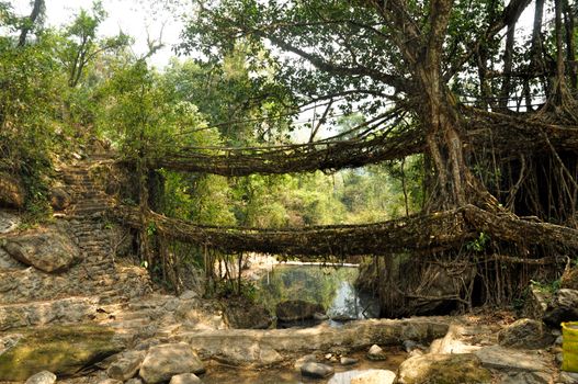 Old root bridges near Cherapunjee, Meghalaya, India