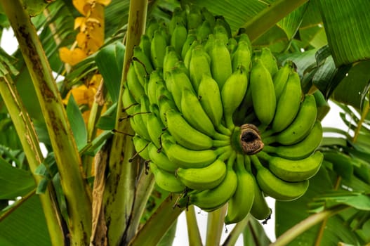 Green bananas growing on tree in Bangladesh