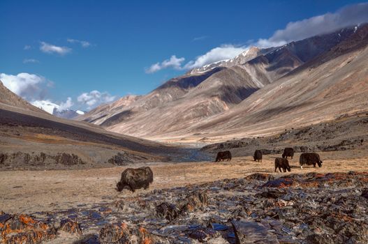 Herd of yaks in picturesque Pamir mountains in Tajikistan