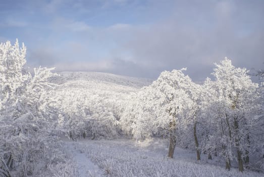 Picturesque white winter in forests of Slovakia