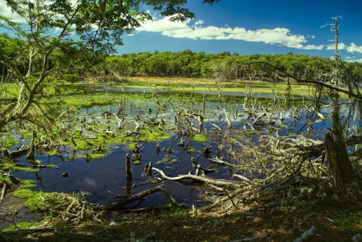 Marshland on Navarino island in southern Chile                