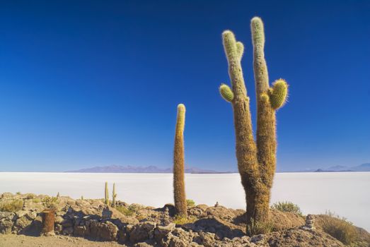 Beautiful tall cactuses growing near white salt planes Salar de Uyuni in Bolivia