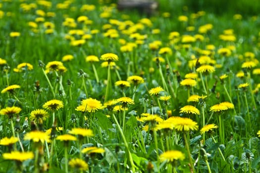Yellow flowers in a field in denmark