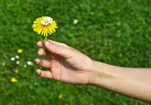 Girl playing with yellow flowers