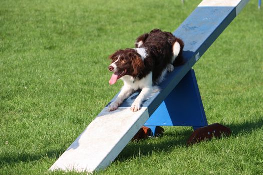 A very cute springer cross collie dog on agility equipment