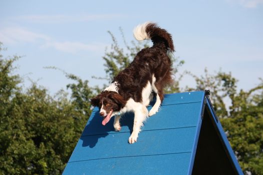 A very cute springer cross collie dog on agility equipment