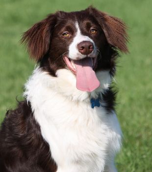 very cute liver and white collie cross springer spaniel pet dog