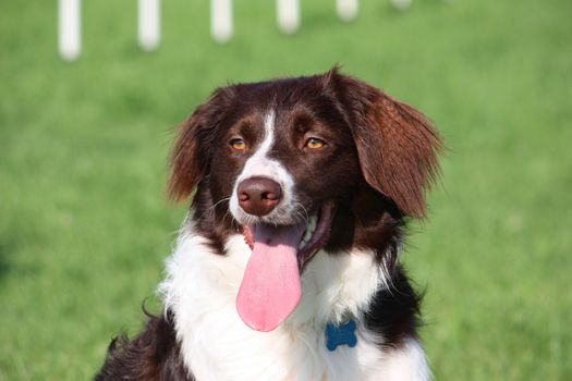 very cute liver and white collie cross springer spaniel pet dog