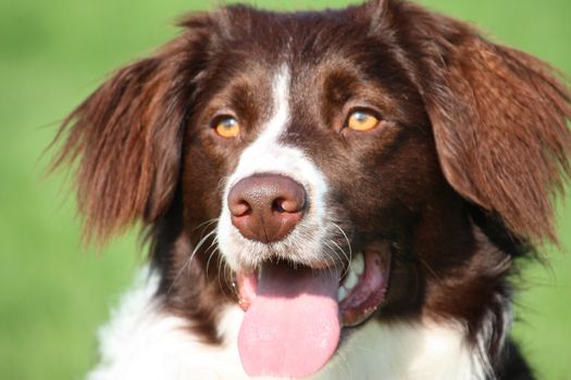 very cute liver and white collie cross springer spaniel pet dog