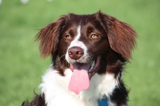 very cute liver and white collie cross springer spaniel pet dog