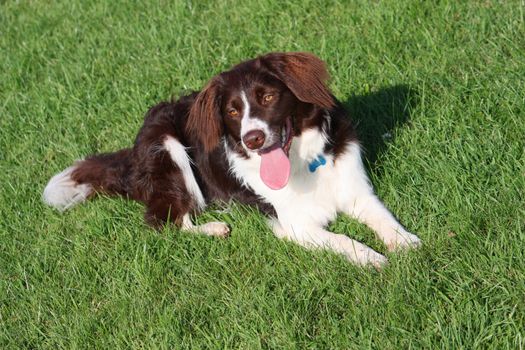 very cute liver and white collie cross springer spaniel pet dog