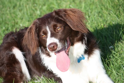 very cute liver and white collie cross springer spaniel pet dog