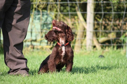 very cute young small chocolate liver working type cocker spaniel