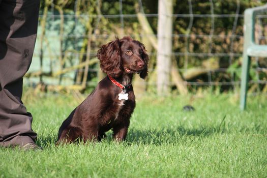 very cute young small chocolate liver working type cocker spaniel