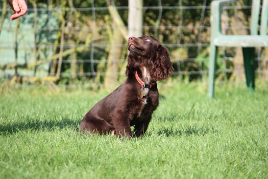 very cute young small chocolate liver working type cocker spaniel