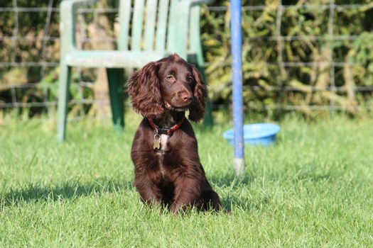 very cute young small chocolate liver working type cocker spaniel