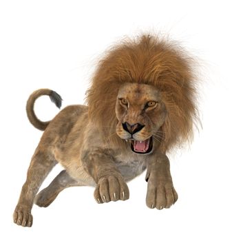 3D digital render of a hunting roaring male lion isolated on white background