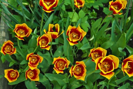 Tulips in a garden in denmark