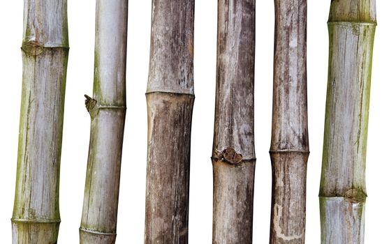 Dry stalks of bamboo on white background with path