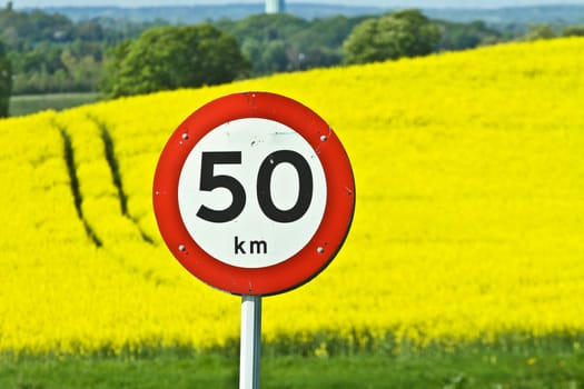 Yellow rapse field in denmark in spring