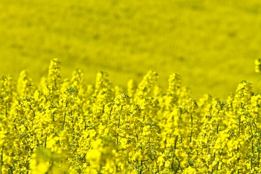 Yellow rapse field in denmark in spring