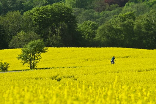 Yellow rapse field in denmark in spring