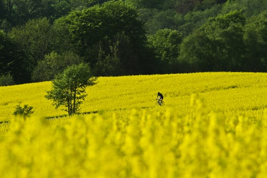 Yellow rapse field in denmark in spring