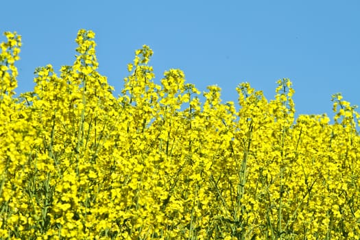 Yellow rapse field in denmark in spring