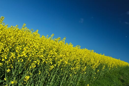 Yellow rapse field in denmark in spring
