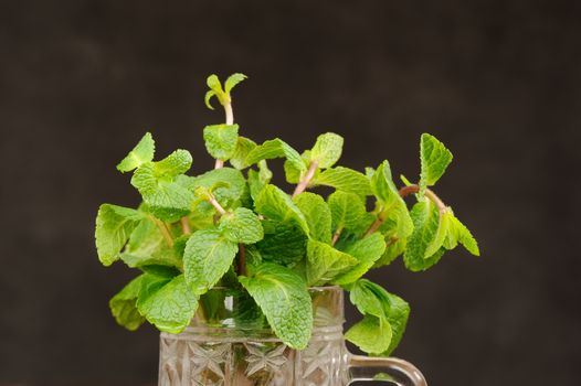 Fresh mint in glass mug on black background closeup macro horizontal