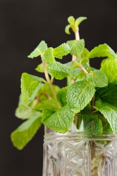 Fresh mint in glass mug on black background closeup macro vertical