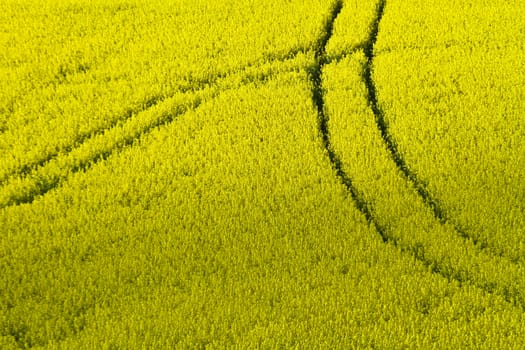 Yellow rapse field in denmark in spring