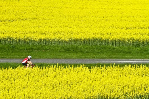 Yellow rapse field in denmark in spring
