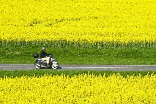 Yellow rapse field in denmark in spring